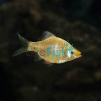 Golden Tiger Barb 2cm