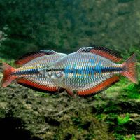 30x Goyder River Rainbow 4-5cm