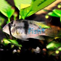 Bandit Cichlid 7cm