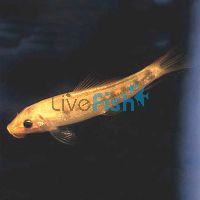 Gold Sucking Catfish 7cm