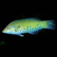 Pastel Green Wrasse MED