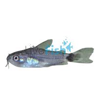 Hastatus Corydoras 1.5cm