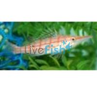 Hawkfish Longnose - Medium