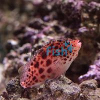 Threadfin Hawkfish - Medium