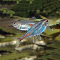 Glolite Tetra 2cm