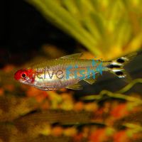 Brilliant Head Rummynose Tetra 3.5cm 