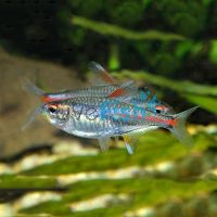 Glolite Tetra 3cm