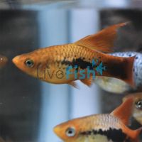 Hi-Fin Platy 4cm