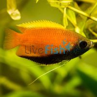 Honey Dwarf Gourami 3cm