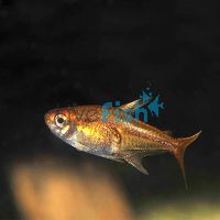 Fire Ember Tetra 2cm