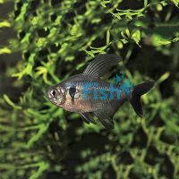 Black Phantom Tetra 3cm