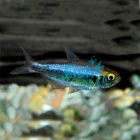 Rio Metae Purple Tetra - Wild Caught 3cm 