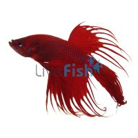 Crowntail Red Male Fighter 5cm