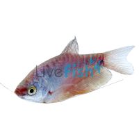 Platinum Gourami 7cm