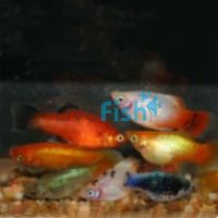 Assorted Platy 3.5cm