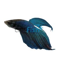 Fantail betta fish hotsell