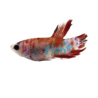 Select Male Plakat Koi Siamese Betta 4cm