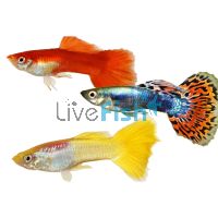 Assorted Male Guppy 3.5cm