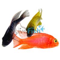 Assorted Peacock 10cm