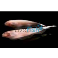 Knife Fish White Ghost 8cm 