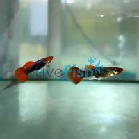 Pair Koi Tuxedo Guppy 3cm