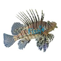 LionFish Volitans Black 