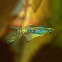 Longfin Leopard Danio 4cm