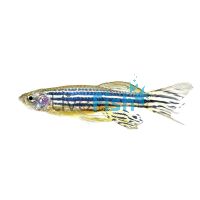 Longfin Zebra Danio 4cm