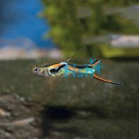 Assorted Male Endlers Guppy 2cm