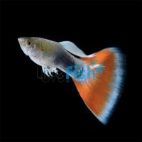 Male Red Tuxedo Neon Blue Guppy 3.5cm