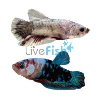 Male Betta Select Plakat Monster 4cm