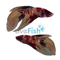 Male Betta Veiltail Nemo Koi 6cm