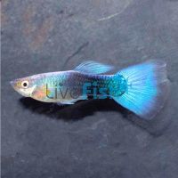 Male Blue Neon Guppy 3.5cm
