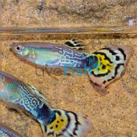 Male Cobra Leopard Tail Guppy 3.5cm
