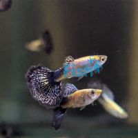 Male Galaxy Guppy 3.5cm