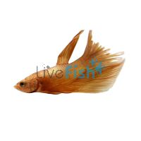 Male Halfmoon Betta Super Gold 5cm