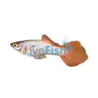 Male Pink Rose Guppy 3.5cm