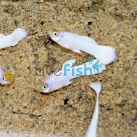 Male Platinum Guppy 3.5cm