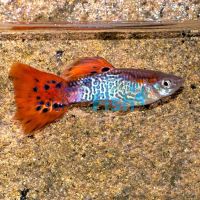 Male Red Cobra Guppy 3.5cm