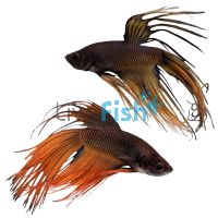Male Betta Crowtail Mustard Gas 5cm