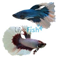 Male 'Select' Halfmoon Butterfly FIghter 5cm