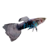 Male Tuxedo White Guppy 3.5cm