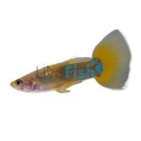 Male Tuxedo Yellow Guppy 3.5cm