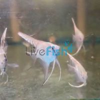 Manacapuru Angelfish 3.5cm