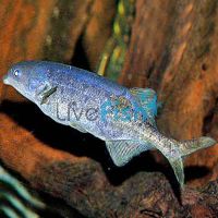 Freshwater Dolphin - Wild Caught 12cm