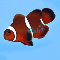 Maroon Clownfish - Medium