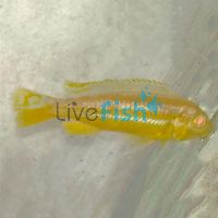 Albino Auratus 5cm