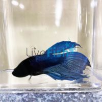 Male Siamese Betta Midnight Blue 6cm