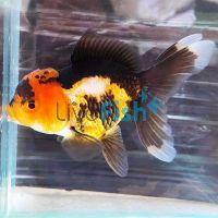 Multi Colour Oranda 9cm