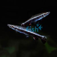 Rockettail Pencilfish Wild 3cm